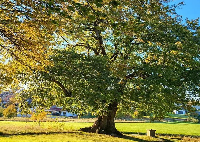 Apartamento Sonnige In Mit Garten